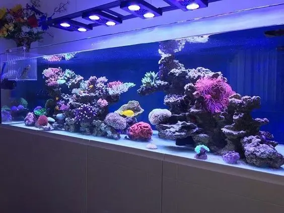 Hạt Xốp Màu Như Phương nuoi-ca-bien-tai-nha Bán nước biển tự nhiên nuôi cá, hải sản ở TPHCM, có đóng can sẵn Thông tin  